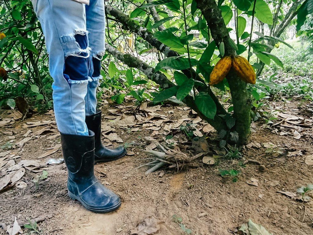 Cacao fruit